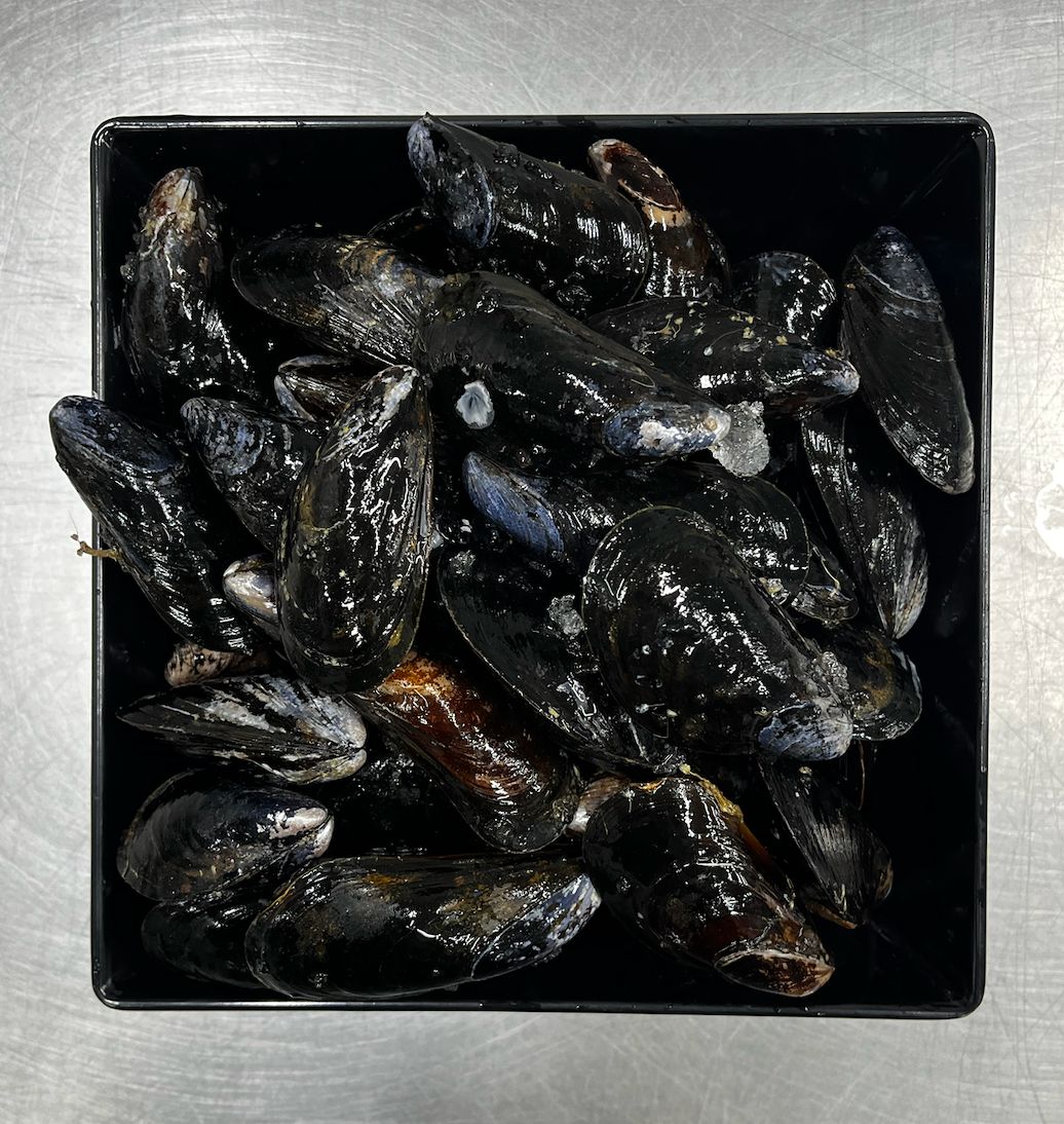Mussels Mussels