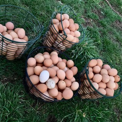 Chicken Eggs-stravaganza