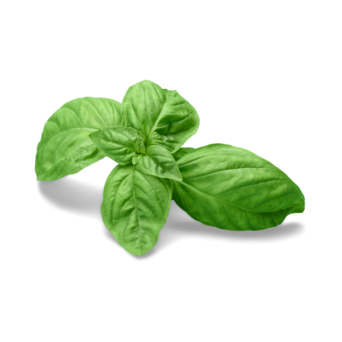 Herb Plant: Basil