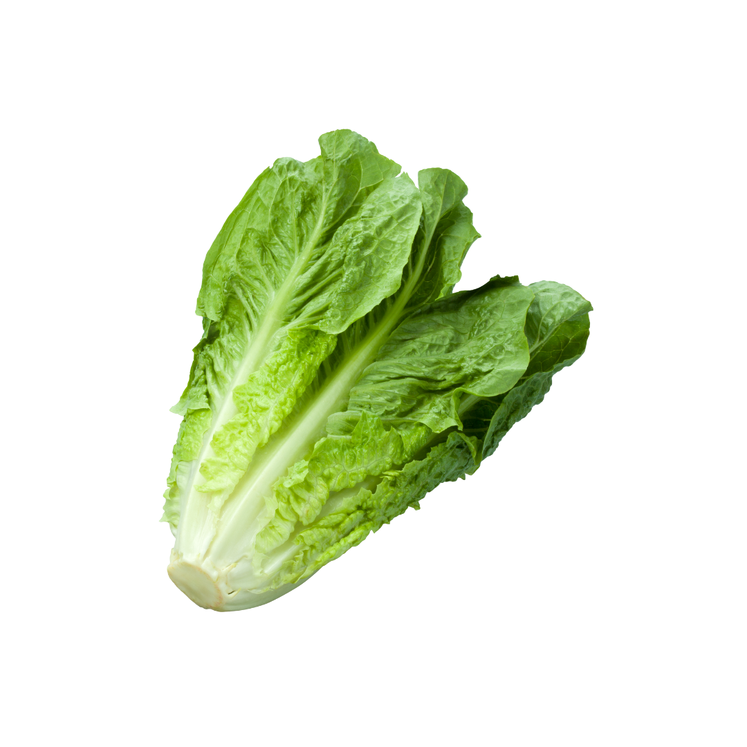 Green Romaine Lettuce