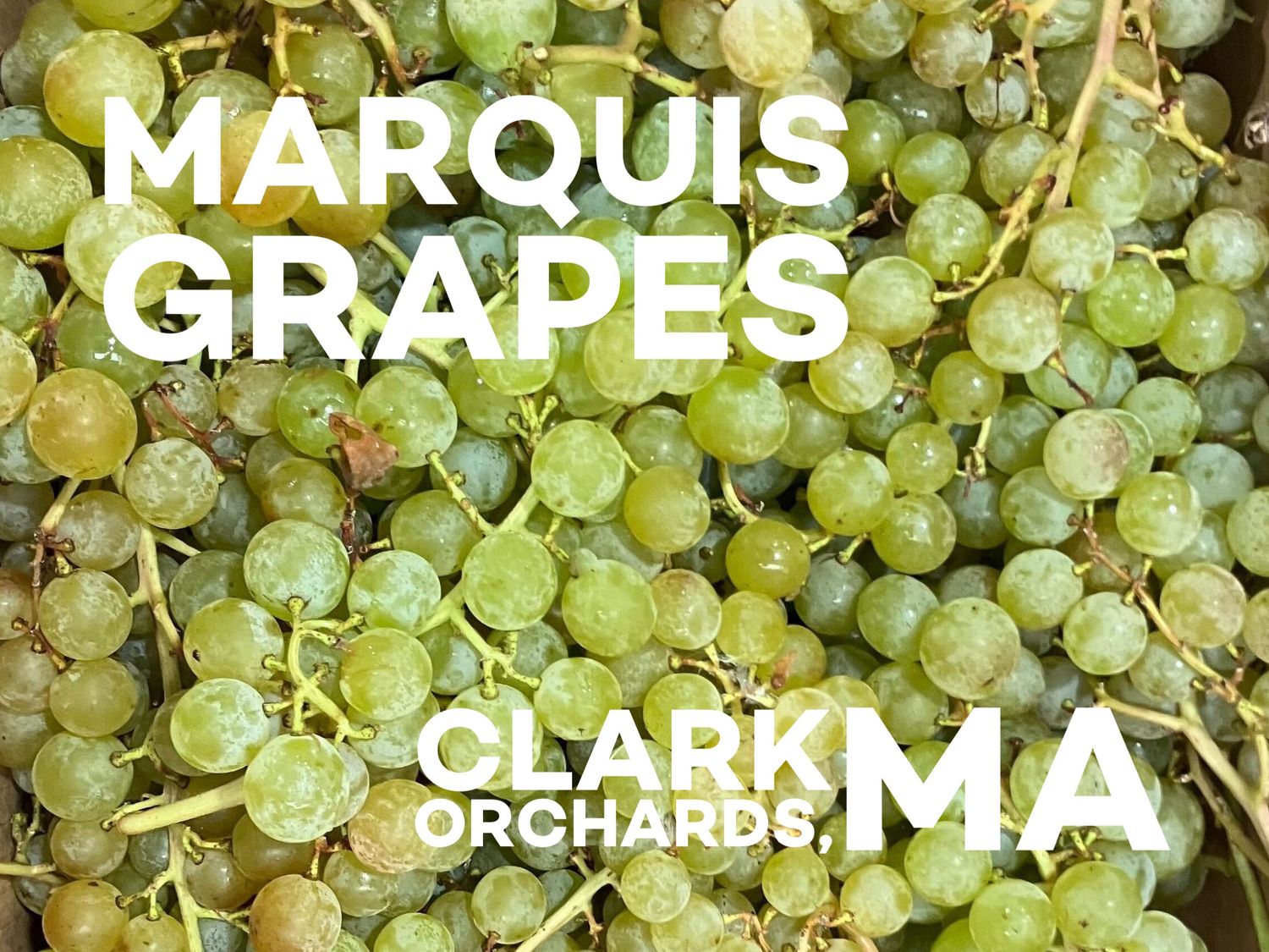 Grapes, Marquis (Seedless)