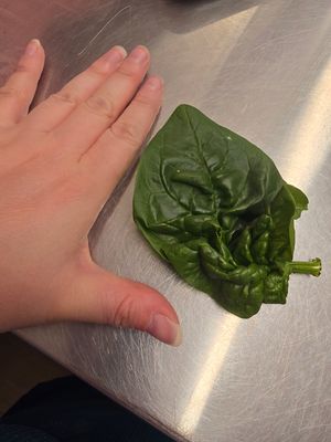 Spinach