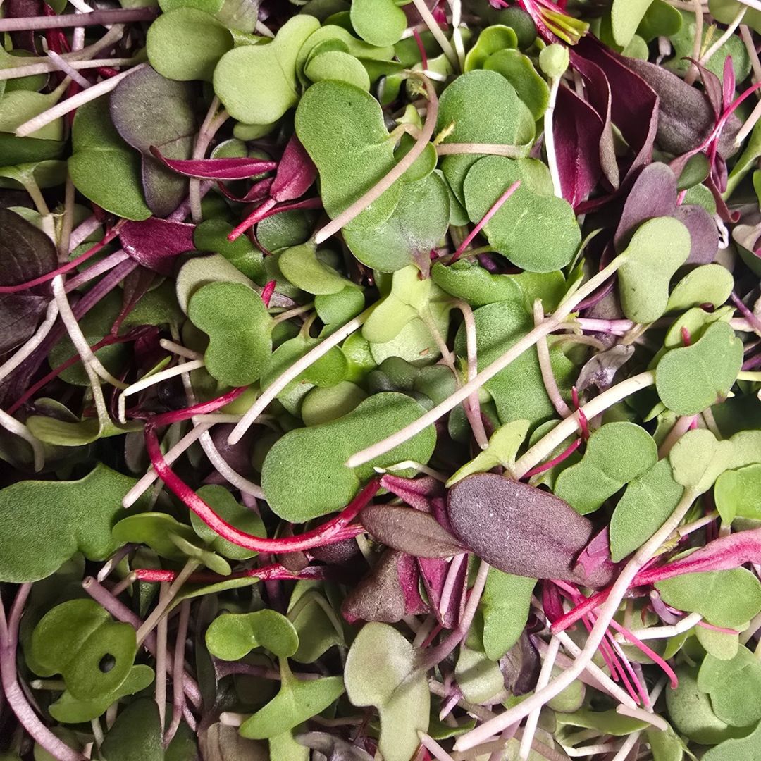 Microgreens, House Mix 