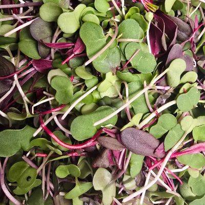 Microgreens, House Mix 