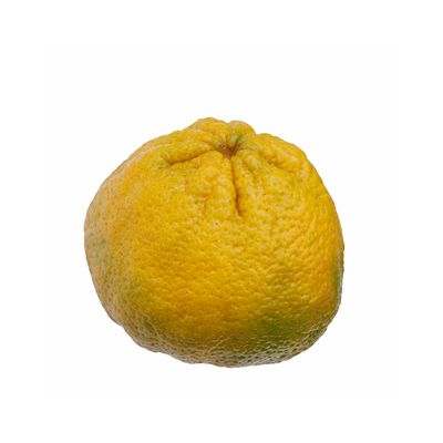 Jamaican Tangelo (Ugli Fruit)