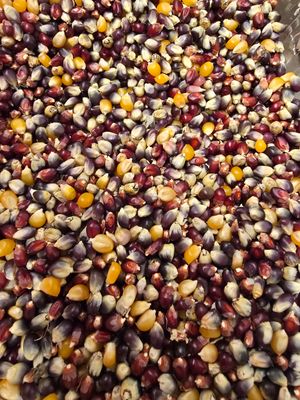 Popcorn Kernels (Ruby Red)