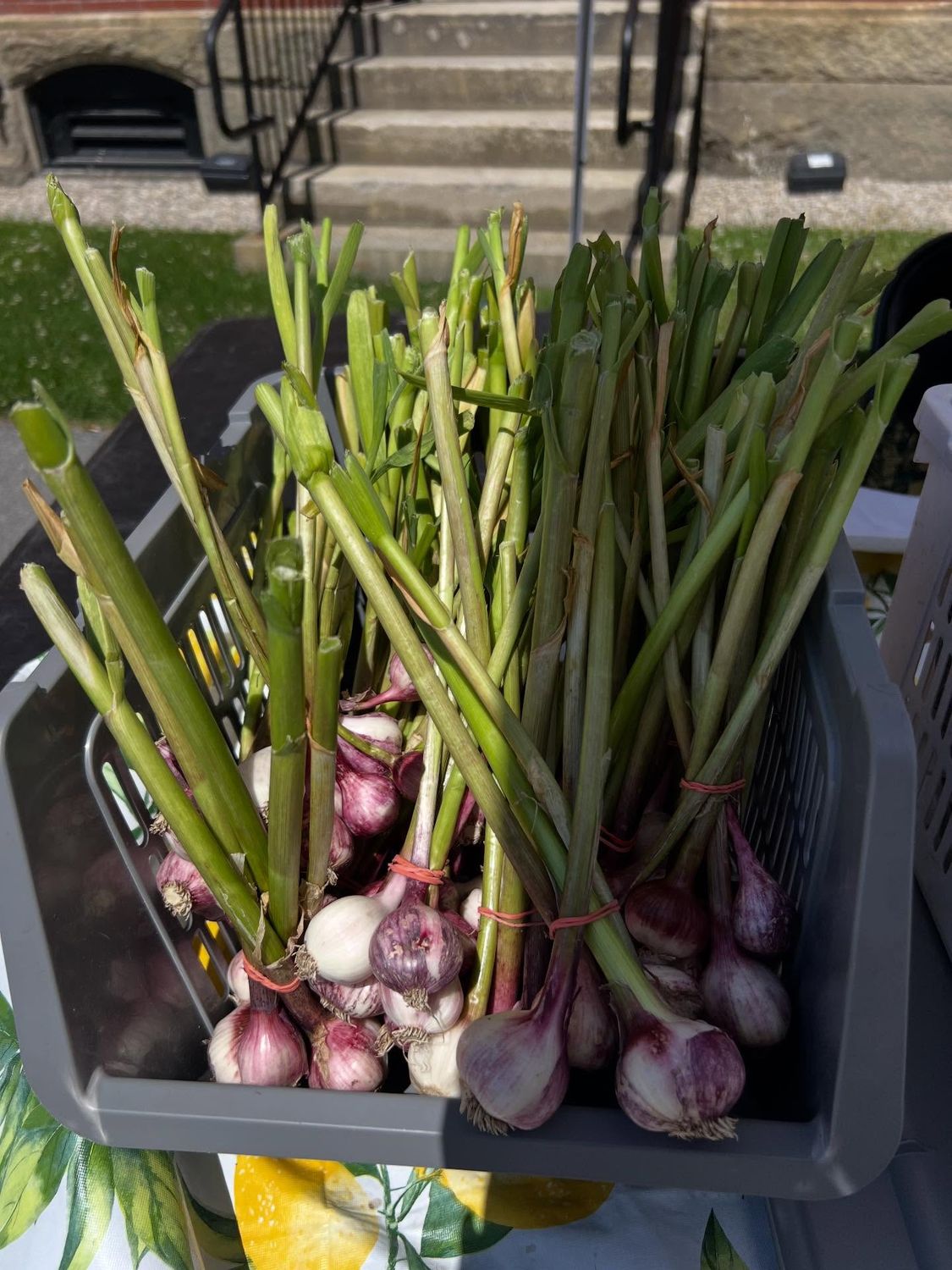 Spring Garlic (bulbs) Spring Garlic (bulbs)