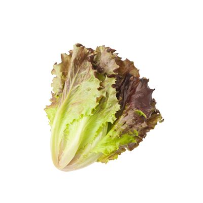 Green Leaf Lettuce Green Leaf Lettuce
