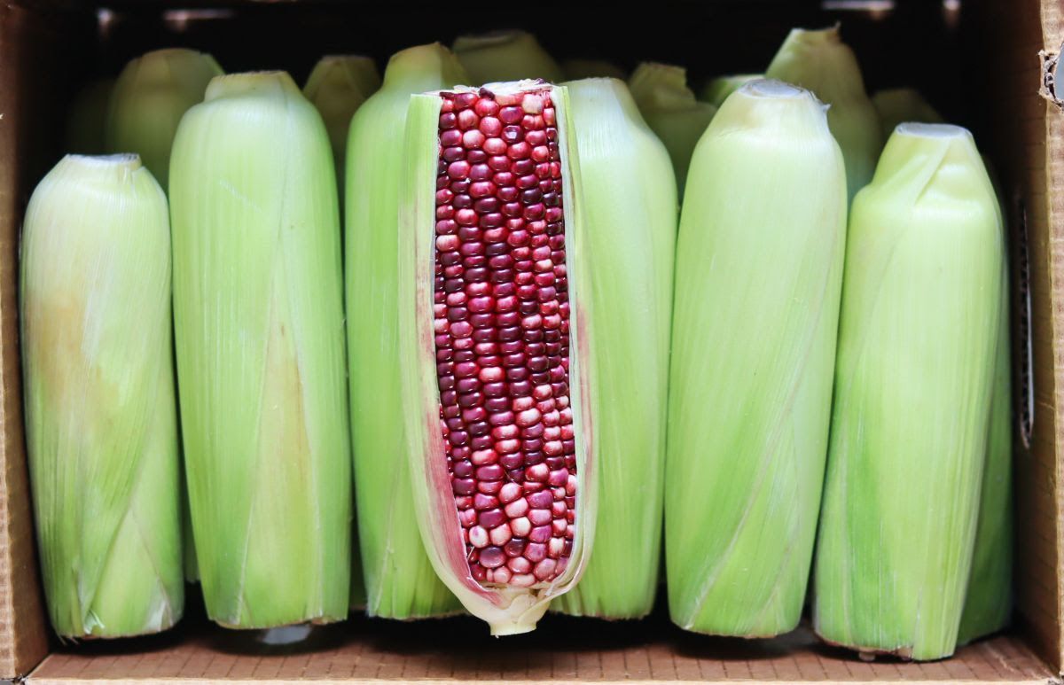 Corn (Ultraviolet Sweet) Corn (Ultraviolet Sweet)