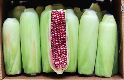 Corn (Ultraviolet Sweet) Corn (Ultraviolet Sweet)