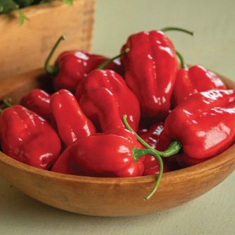 Pepper (Roulette)