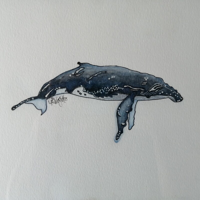 Humpback Whale