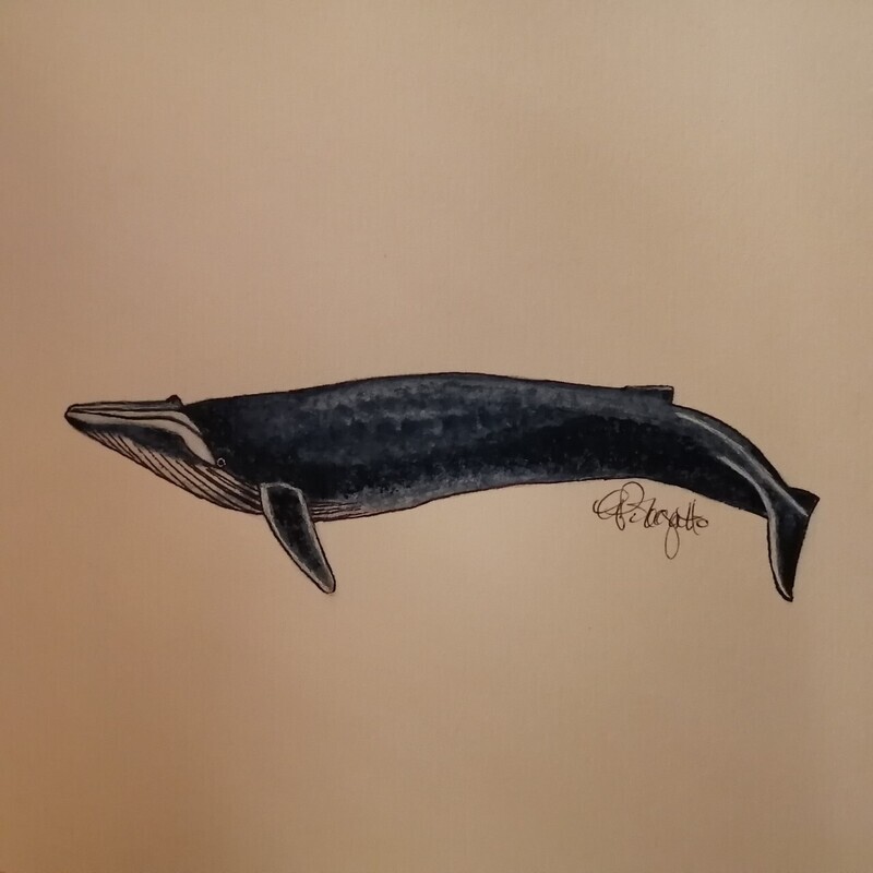 Blue Whale