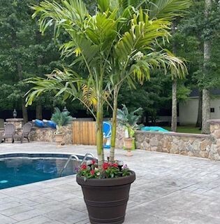 Christmas  Palm Triple