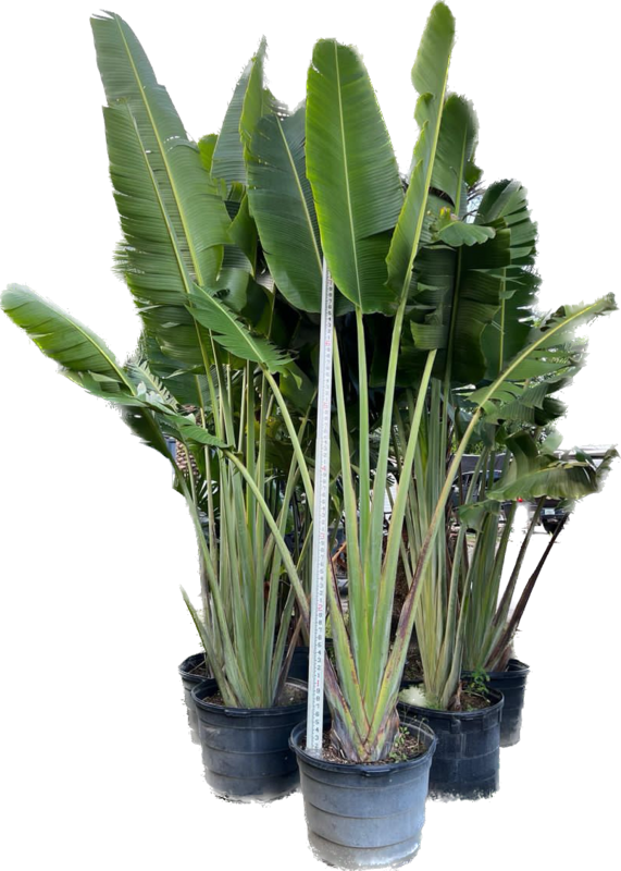 Travellers Palm