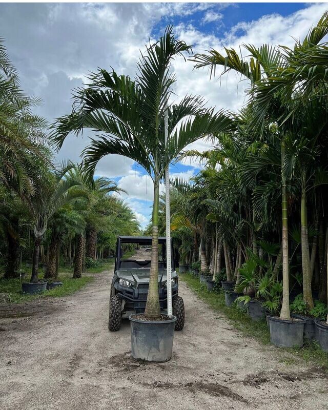 Christmas Palm Single