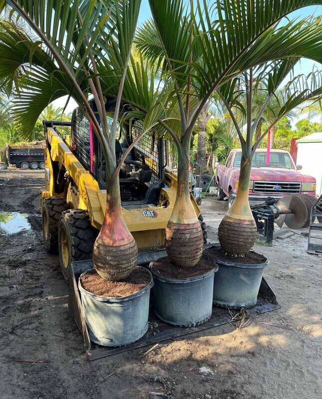 Bottle Palms