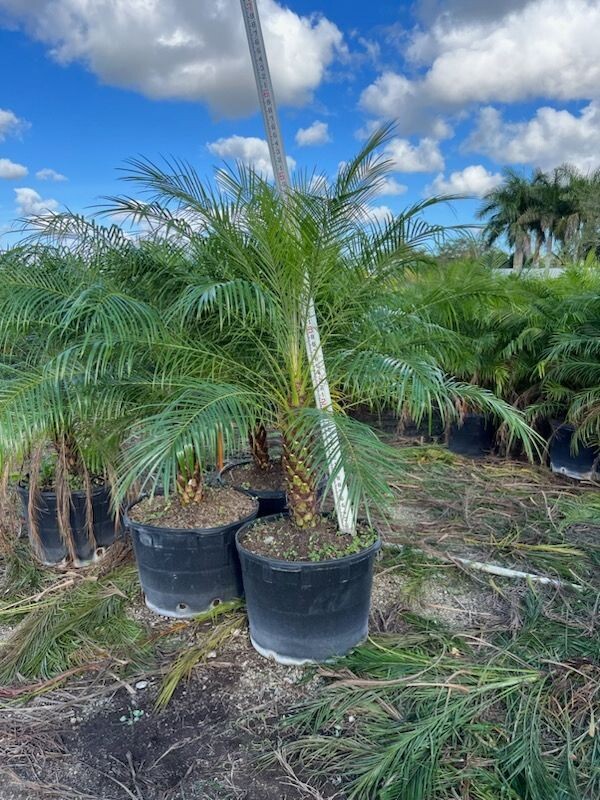 Phoenix Robebelenii  2 sizes this year