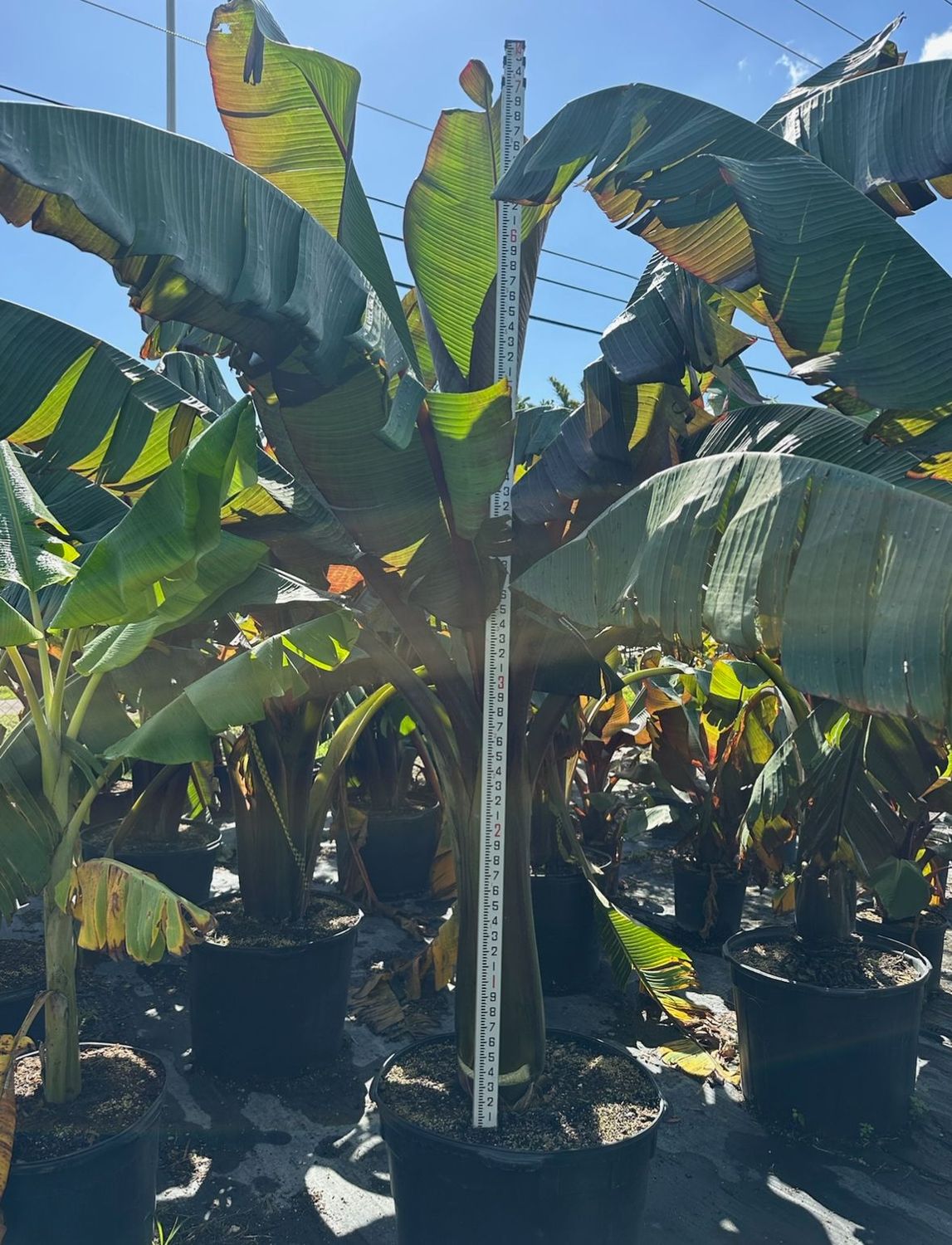 Red Bananas