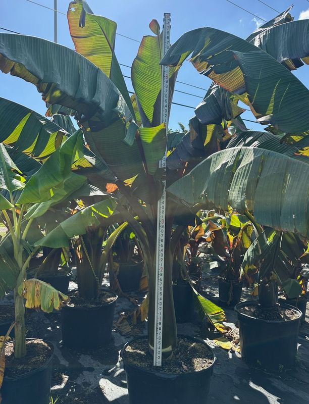 Red Bananas