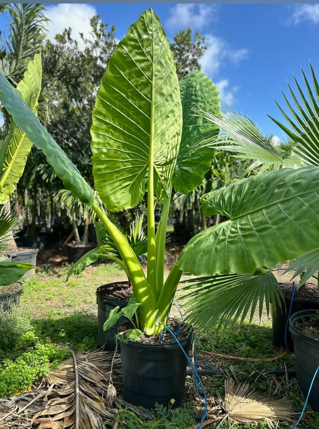 Alocasias