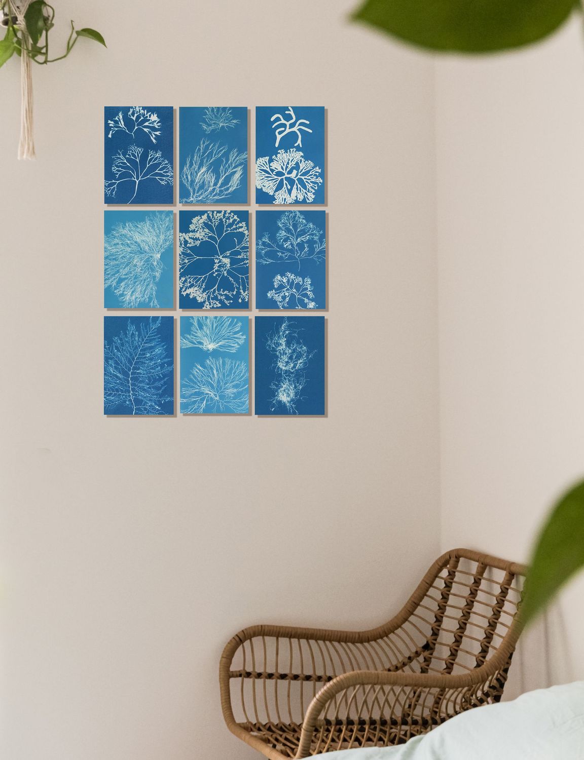 Anna Atkins Cyanotypes  set of 9 reproductions on aluminium