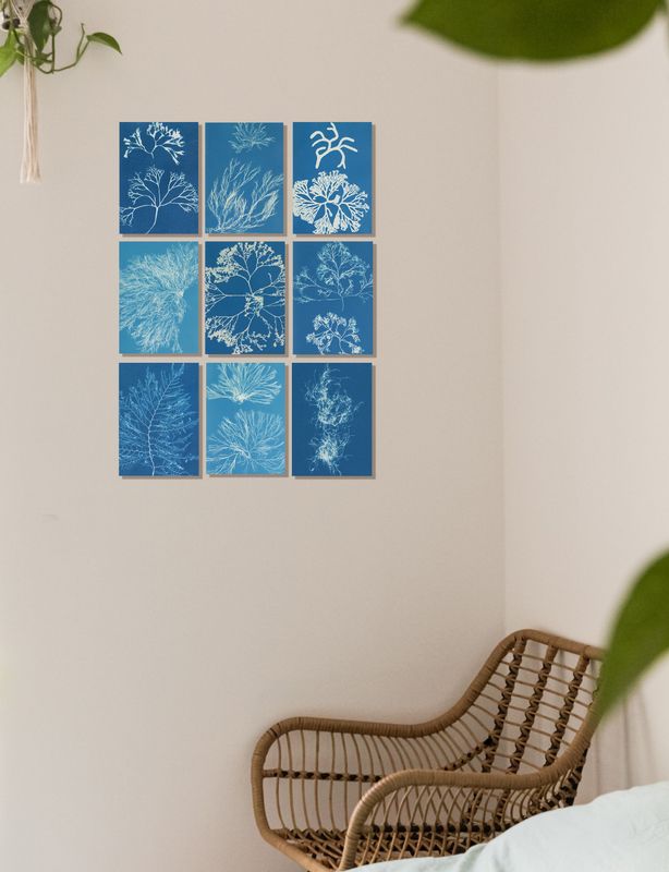 Anna Atkins Cyanotypes  set of 9 reproductions on aluminium