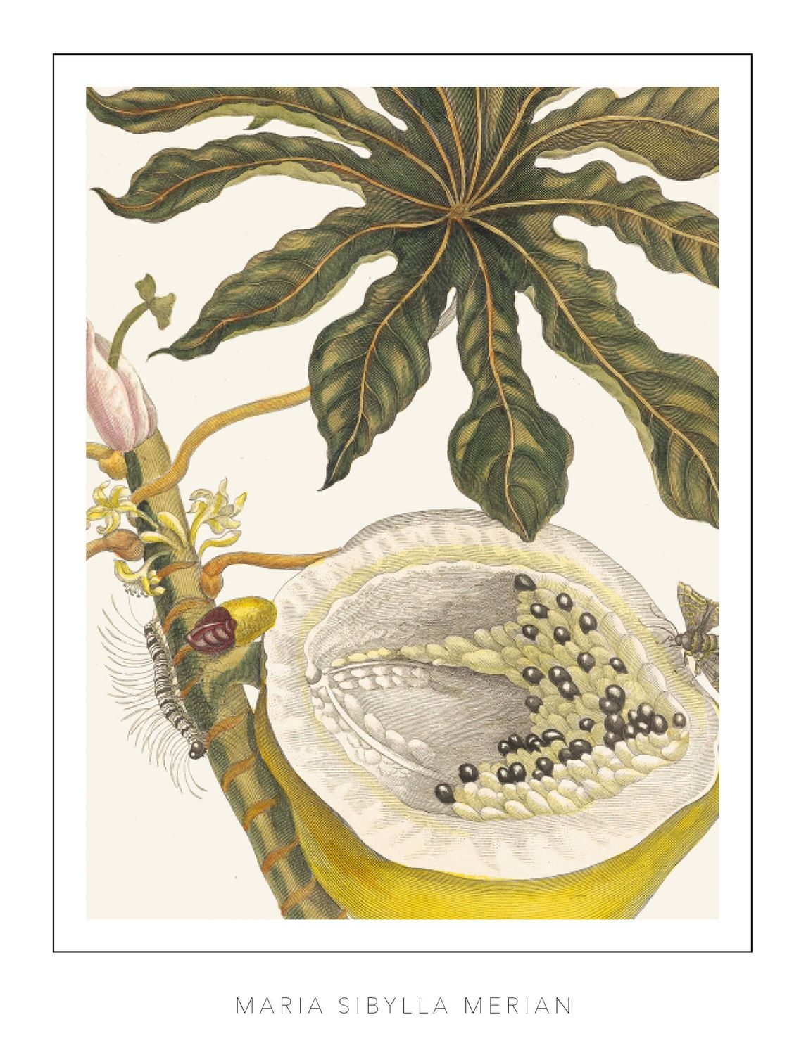 Maria Sibylla Merian - Plate 40 - Papaya