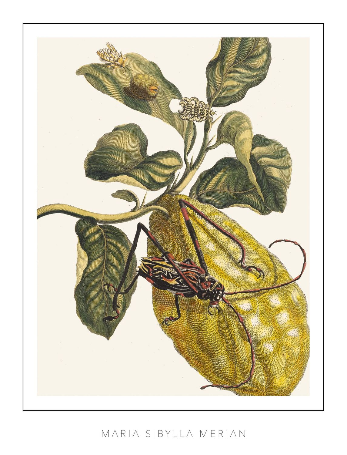 Maria Sibylla Merian - Plate 28 - Lemon