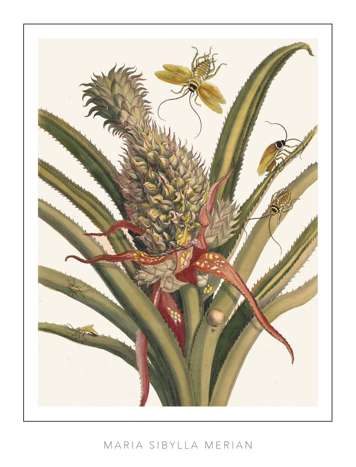 Maria Sibylla Merian - Plate 1 - Pineapple