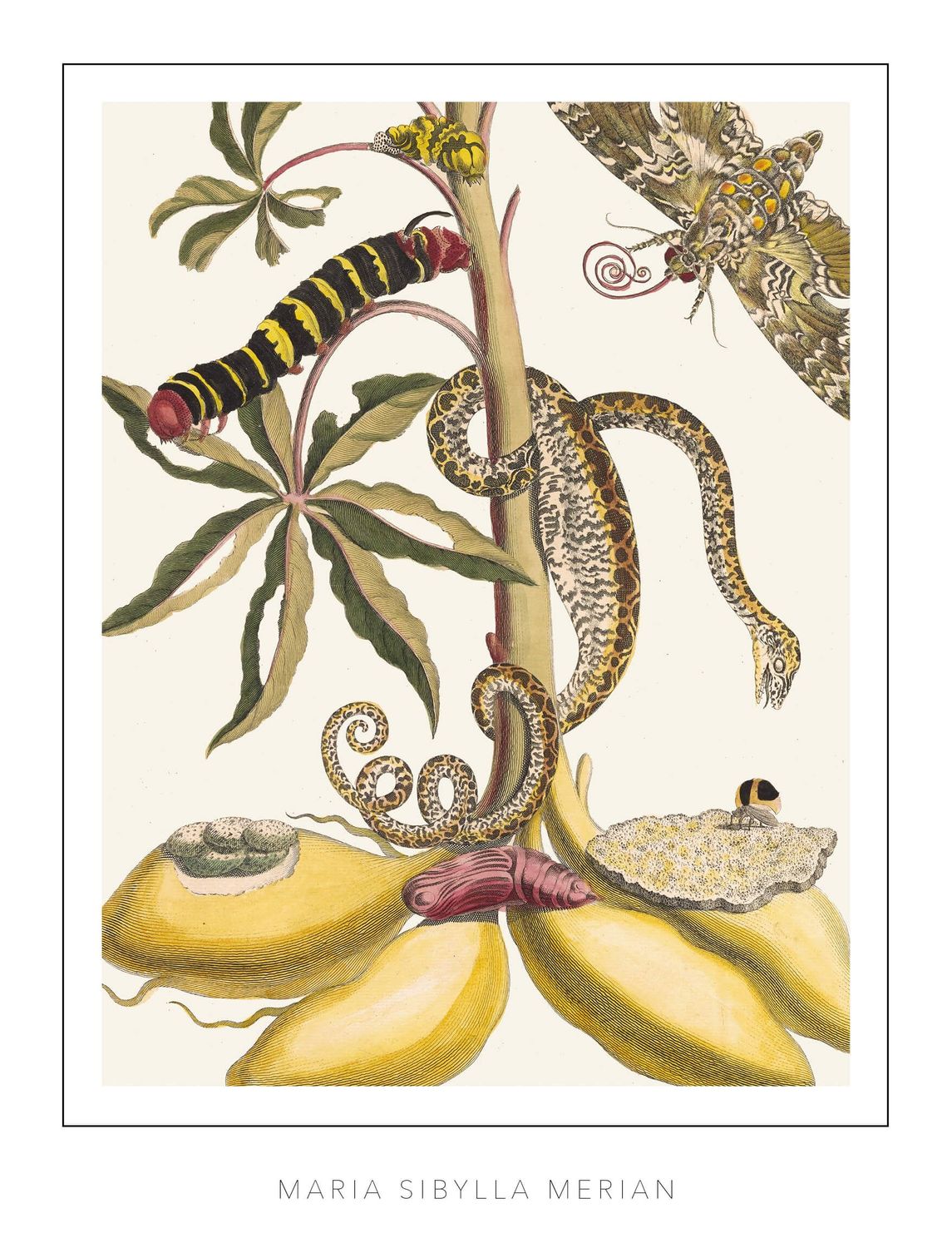 Maria Sibylla Merian - Plate 5 - Cassave
