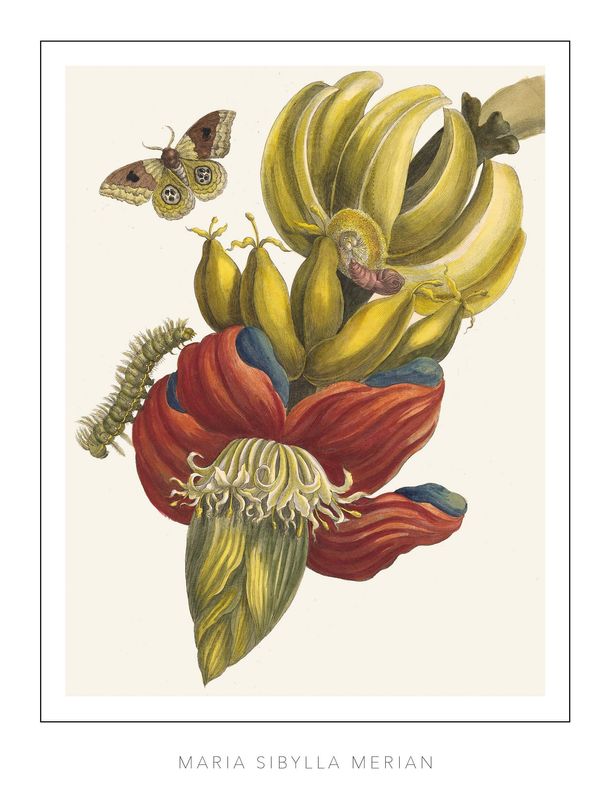 Maria Sibylla Merian - Plate 12 - Banana