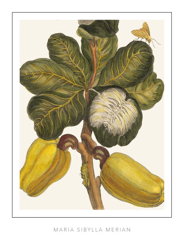Maria Sibylla Merian - Plate 16 - Cashew