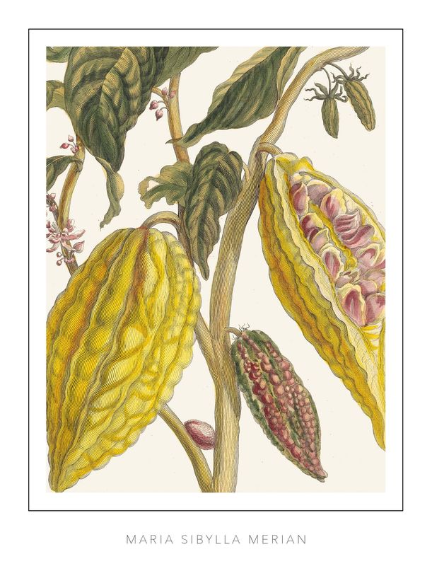 Maria Sibylla Merian - Plate 26 - Cacao