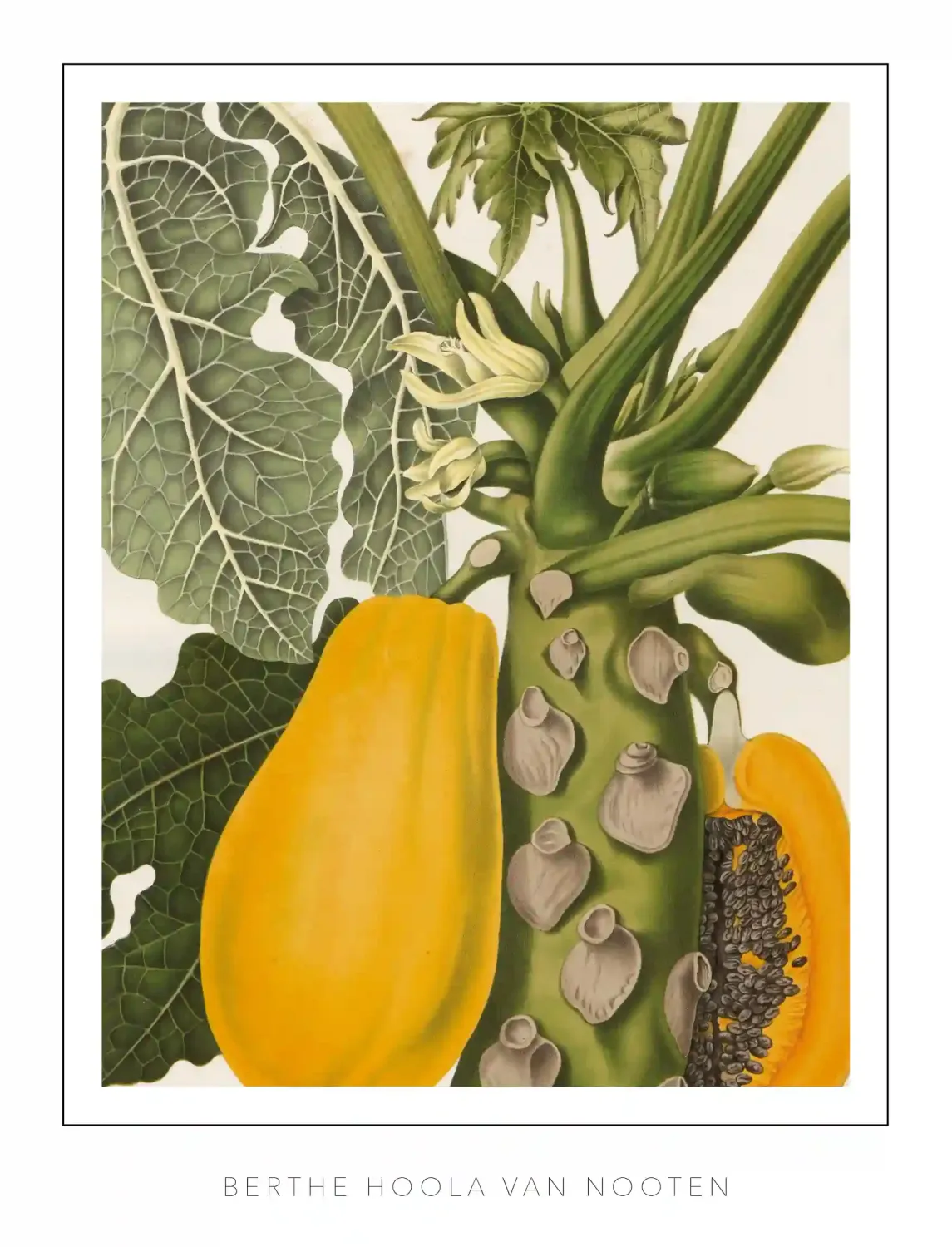 Berthe Hoola van Nooten - plate 40 - Papaya Papaw