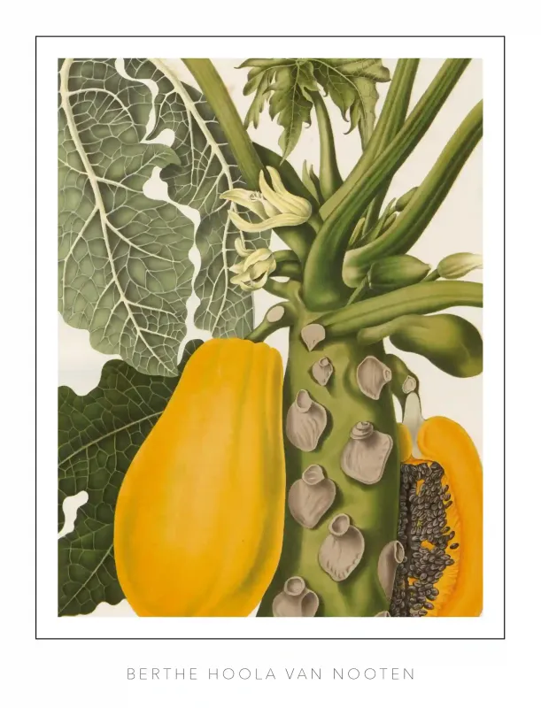 Berthe Hoola van Nooten - plate 40 - Papaya Papaw