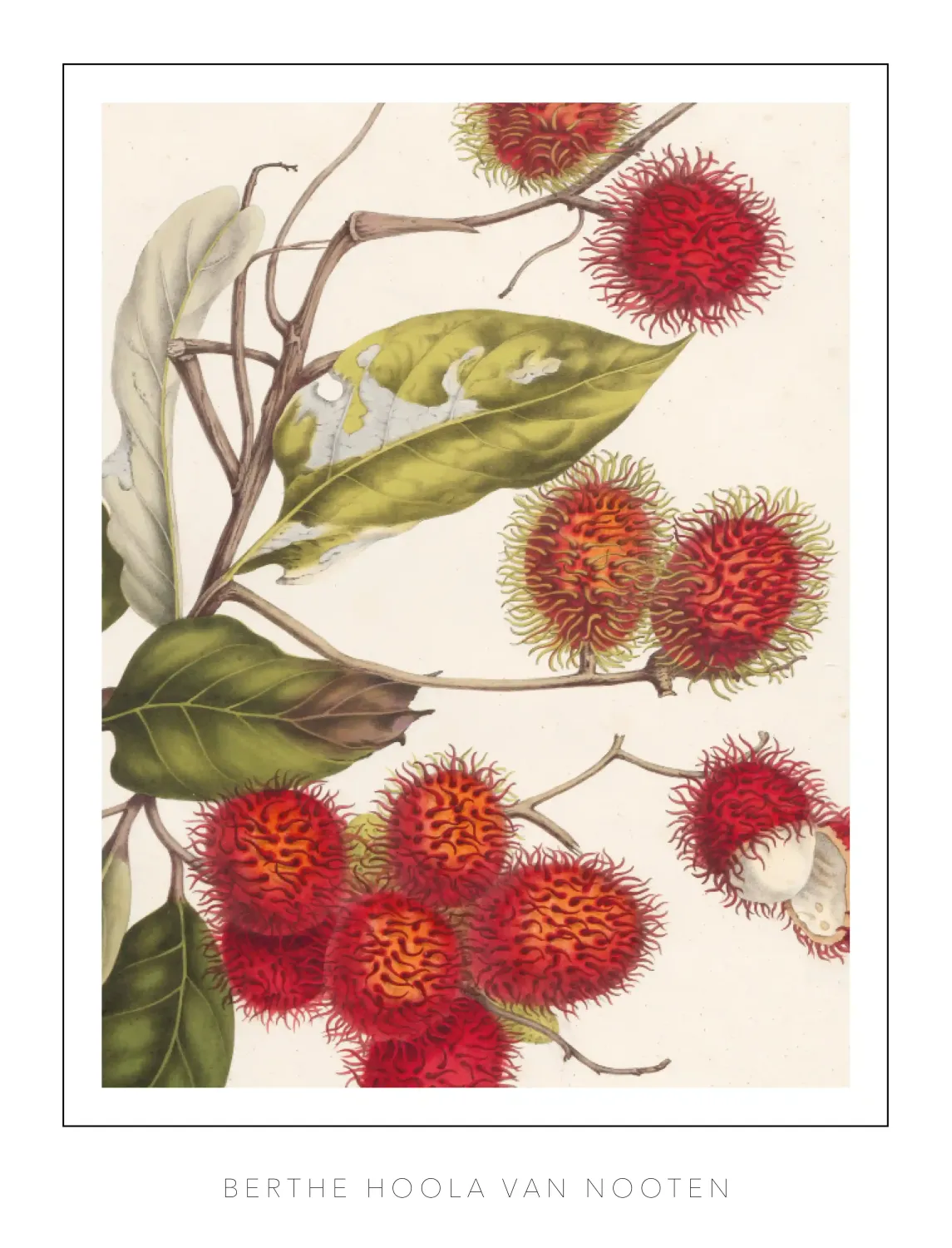 Berthe Hoola van Nooten - plate 7 Rambutan