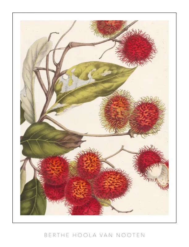 Berthe Hoola van Nooten - plate 7 Rambutan
