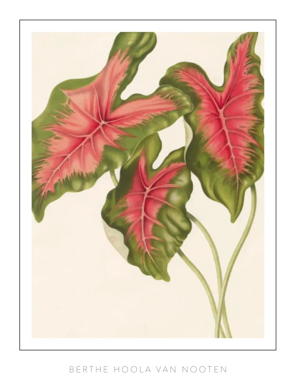 Berthe Hoola van Nooten - Plate 9 - Heart of Jesus