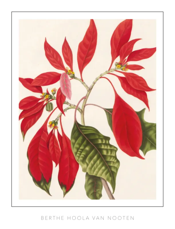 Berthe Hoola van Nooten -plate 17 -Poinsettia