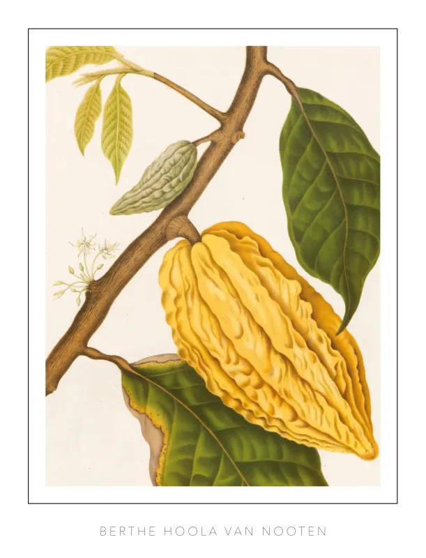Berthe Hoola van Nooten - Plate 35 - Cacao