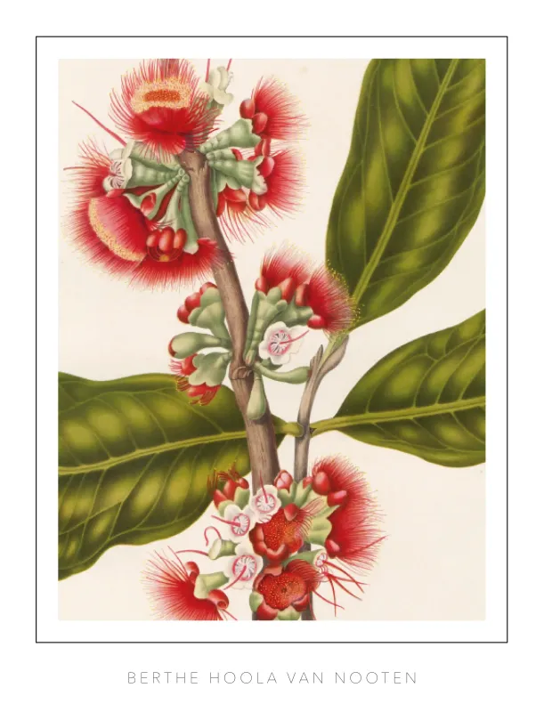 Berthe Hoola van Nooten - plate 29 - Rose Apple