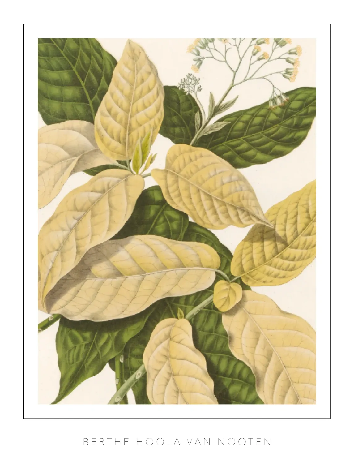 Berthe Hoola van Nooten - Plate 21 - Catchbirdtree