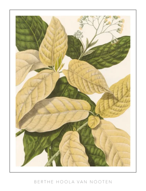 Berthe Hoola van Nooten - Plate 21 - Catchbirdtree