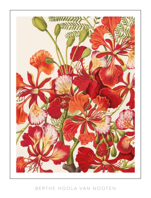 Berthe Hoola van Nooten - Plate 37- Flamboyant