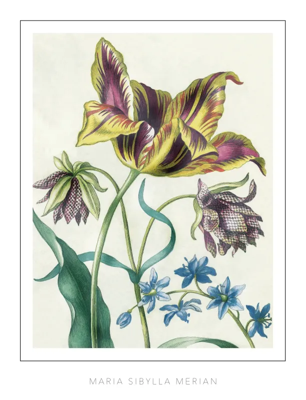 Maria Sibylla Merian - Tulip 1