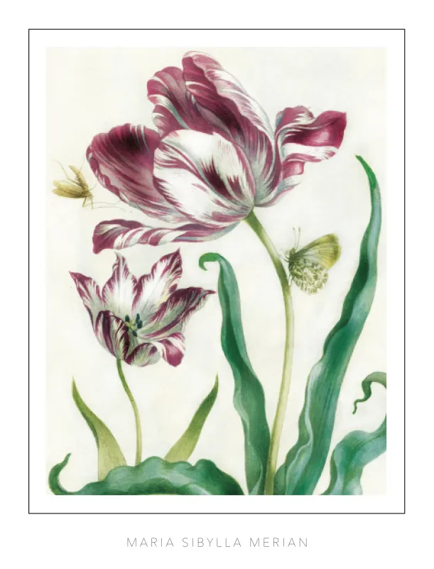 Maria Sibylla Merian - Tulip 2
