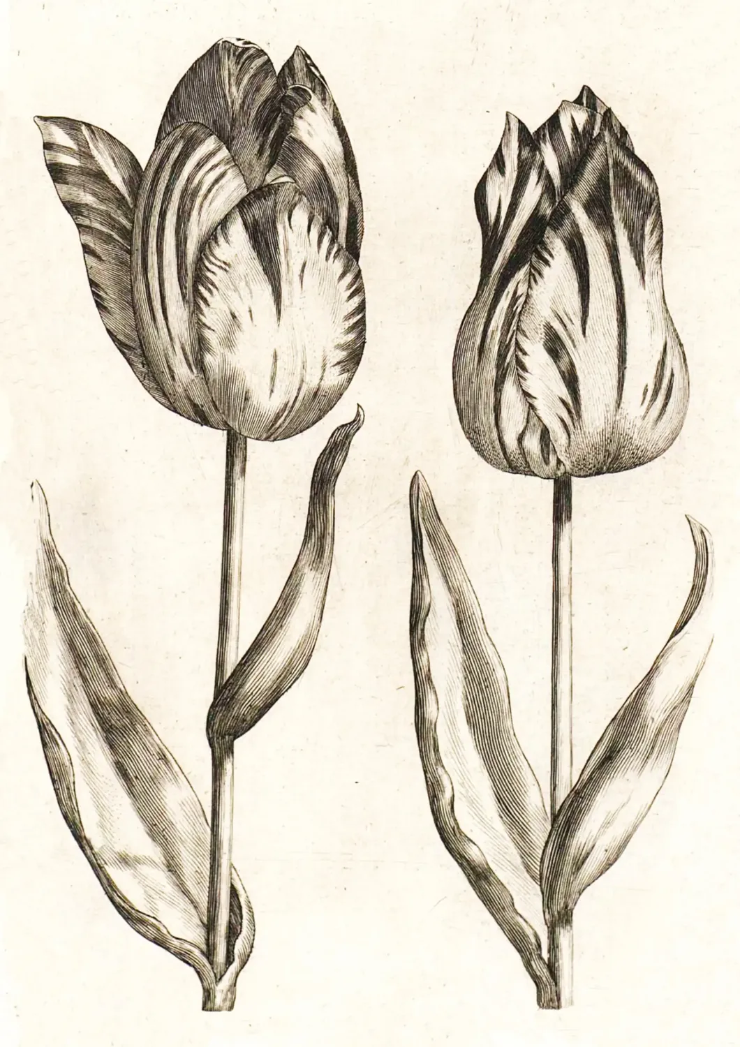 Tulips coloring page