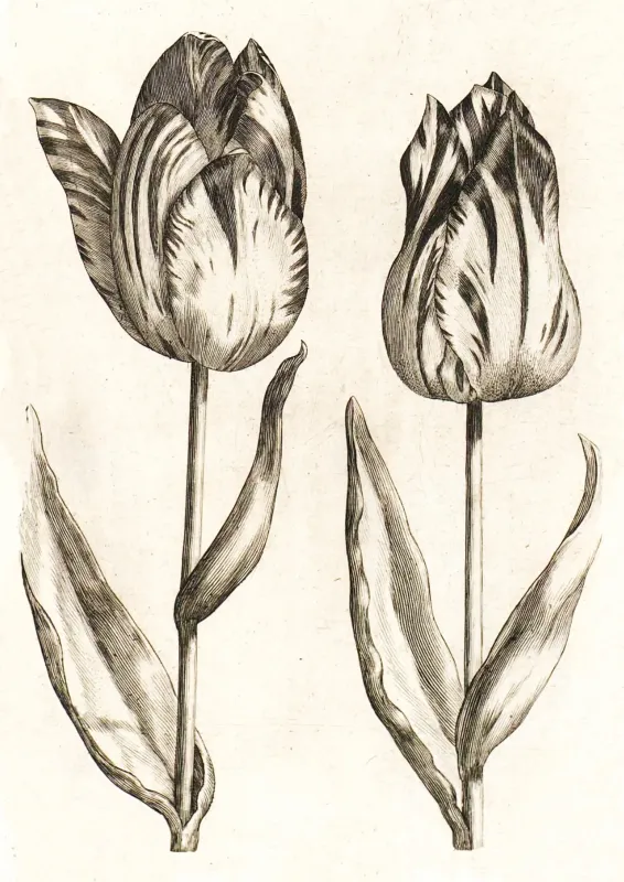 Tulips coloring page