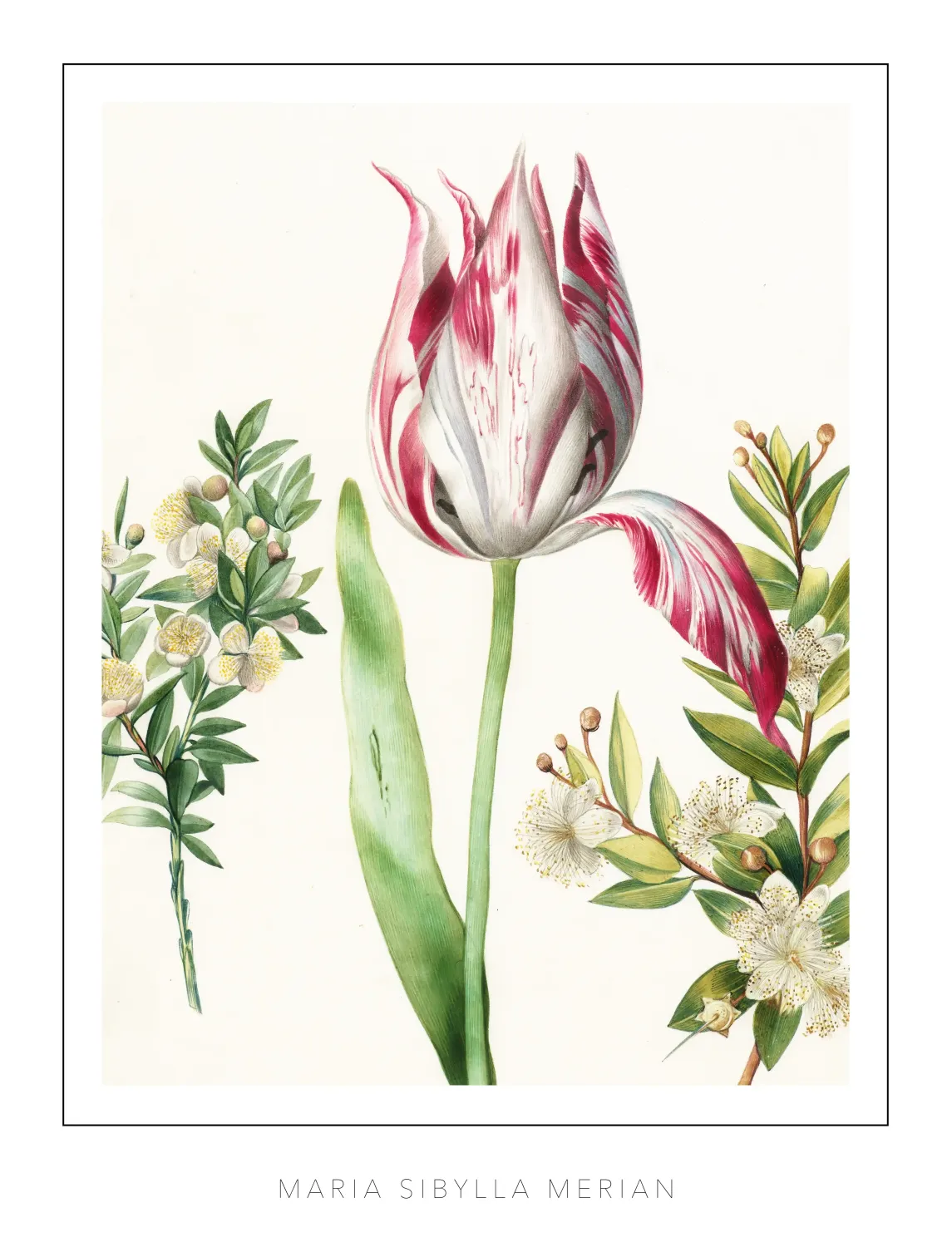 Maria Sibylla Merian Tulip 3